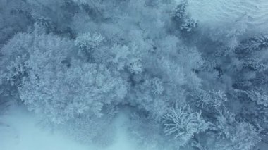 Canlı bir sualtı mercan resifinin farklı deniz sakinleriyle birleşiminin nefes kesici bir görüntüsü.