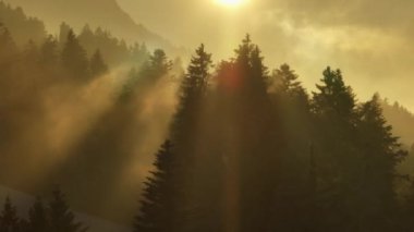 Nefes kesici güzellikte sisli bir gün doğumu sakin bir dağ ormanının içinden ışık süzüp sakin bir atmosfer yaratır.