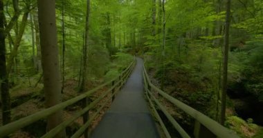 Manzaralı ahşap kaldırım canlı yeşil ormanda dönüyor. Huzurlu yürüyüşler ve doğa aşıkları için mükemmel..