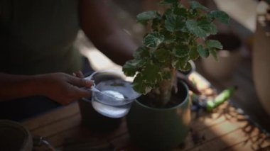 Yakın plan bir fotoğraf, canlı bir saksı bitkisiyle ilgilenen birinin kapalı alanda bahçe tekniklerini gösterdiğini gösteriyor.