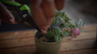 Optimum bakım için özel bahçe aletleri kullanılarak canlı bir saksı bitkisinin dikkatlice budanmasının yakın plan resmi