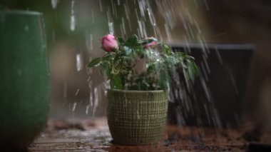 Yeşil bir tencerede sulanan canlı pembe güllerin yakınlaşması tazeliklerini ve doğayla bağlantılarını gözler önüne seriyor.