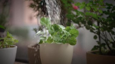 Zarif saksılara yuva yapmış yemyeşil bitkileri sulayarak geçirilen sakin bir an, iç mekandaki ambiyansı artırıyor.