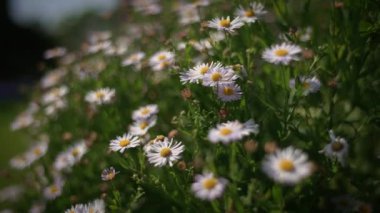 Göz kamaştırıcı ve canlı bir şekilde açan güzel beyaz papatyalar sıcak altın güneş ışığının tadını çıkarıyorlar.