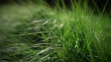 Canlı yeşil çimenlerin yakın görüntüsü dışarıda güzel bir günün hafif melteminde hafifçe sallanıyor.
