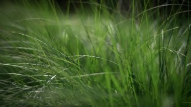 Canlı yeşil çimenlerin detaylı bir yakın çekimi. Dışarıdaki hafif esintide nazikçe ve zarafetle sallanıyor.