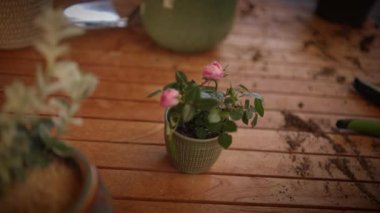 Hoş ve büyüleyici pembe güller küçük yeşil bir tencerede güzelce dizilmiş, bahçe dekorasyonu ve zarif dekorasyon için ideal.