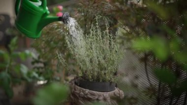 Güzel bir bitki bahçesinin sükunetini keşfedin, büyüleyici bir sulama tenekesi eşliğinde yemyeşil bir sergi.