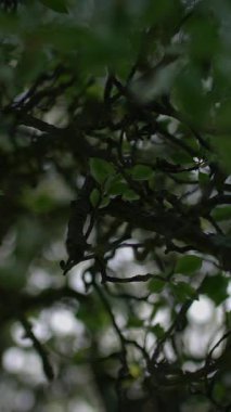 Büyüleyici yeşil yapraklar ve kıvrımlı dallar doğanın özünü somutlaştırıyor.