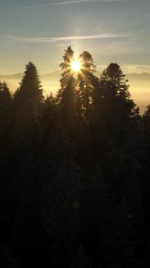 Şok edici bir gündoğumu yavaş yavaş uzun çam ağaçlarından oluşan sakin bir ormanı aydınlatıyor, doğal güzellikleri yakalıyor.