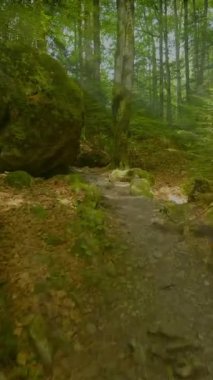 Canlı yeşillikler ve rahatlatıcı doğal güzelliklerle çevrili sakin orman patikalarını keşfetmek için zaman ayırın.