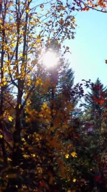 Göz kamaştırıcı ve güzel bir sonbahar sahnesi. Güneş ışığının canlı ve renkli yaprakların arasından yavaşça aktığı.