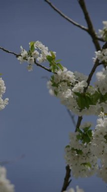 Şu anda açık mavi bir gökyüzünün altındaki dallarda serpilmiş güzel beyaz çiçeklerin çarpıcı ve canlı bir görüntüsü.