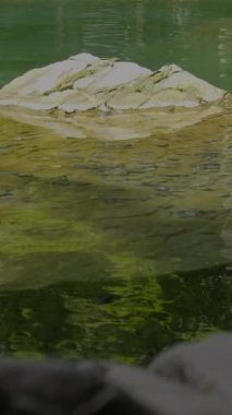 Huzurlu bir görüntü pürüzsüz, yuvarlak kayaları gösteriyor. Bu kayalar kısmen sakin ve berrak sulara batmış.