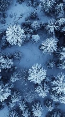 Bu çarpıcı hava görüntüsü, karla kaplı ağaçların güzelliğini yakalıyor. Huzurlu ve huzurlu bir kış manzarası sergiliyor.