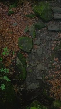 Bereketli yemyeşil ve güzel sonbahar yapraklarıyla çevrili dolambaçlı kayalık bir yolun nefes kesen sakin manzarası.