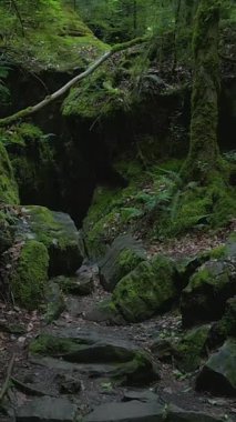 Bereketli yeşillik ve kayalık araziyle çevrili sakin bir orman yolunu keşfedip keşfedin.