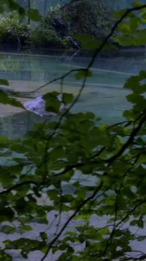 Sakin bir su manzarası canlı yeşil yaprakları yansıtıyor, güzel bir şekilde barışçıl özleri yakalıyor.