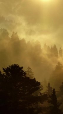 Büyüleyici sisli bir orman büyüleyici altın güneş ışığıyla kaplandı. Huzur ve güzellik hissi uyandırdı.