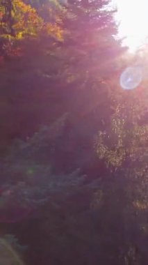 Sıcak güneş ışığıyla aydınlatılan sakin bir orman manzarası. Canlı renkler ve çarpıcı doğal güzellikler sergiliyor.