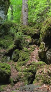 Mosscovered kayaları ve bereketli yeşilliklerle bezenmiş pitoresk bir orman yoluna gir.