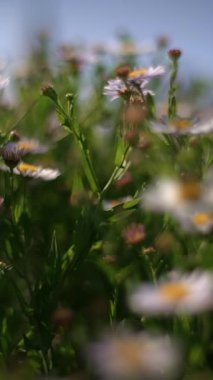Yumuşak ve davetkar bir esintide sallanan canlı kır çiçeklerinin rüya gibi ve büyüleyici tasviri.