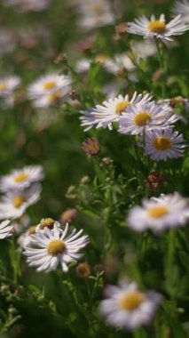Çeşit çeşit kır çiçeklerinin canlı bir görüntüsü ilkbaharın özünü yakalıyor. Güzellik daha önce hiç görülmemiş bir şey.