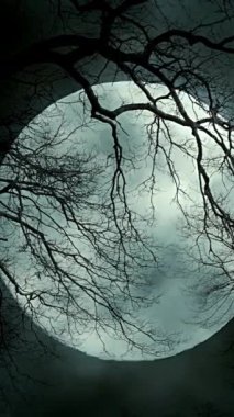 İnce bulutlarla kaplanmış, başımızın üstündeki karanlık dallarla mükemmel çerçevelenmiş, akıllara durgunluk verecek kadar güzel bir dolunay manzarası.