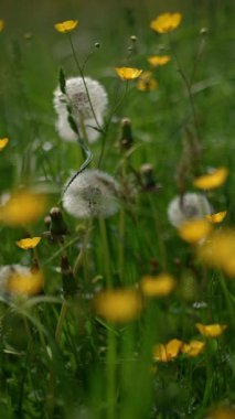 Büyüleyici ve canlı bir yaban çiçekleri ve pofuduk karahindibalar yemyeşil bir çayırda