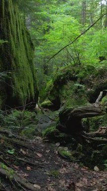 Huzurlu bir patika hayat dolu yeşil bir ormanın içinden esiyor. Güzellik ve sükunetle sarmalanmış.