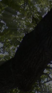 Dayanıklı bir ağaç gövdesinin şaşırtıcı derecede sakin görüntüsü ve canlı, yemyeşil bir gölgelik yumuşak güneş ışığını hafifçe süzüyor.