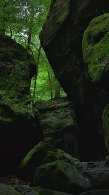 Güneşle kaplı güzel bir kanyonun huzurlu ve huzurlu manzarası. Ağaçların arasından yavaşça süzülen güneş ışığı.
