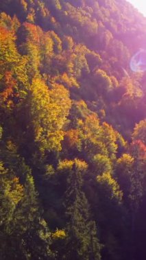 Güzel sonbahar ormanı, dingin doğal bir manzara içinde canlı ve renkli yapraklarını sergiliyor.