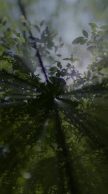 Huzurlu ve huzurlu bir ormanda yemyeşil yaprakların arasından süzülen ılık güneş ışığının güzel ve huzurlu bir görüntüsü.