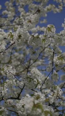 Berrak mavi gökyüzünün altında güzelce sergilenen, tam çiçeklenmiş, huzurlu ve huzurlu bir kiraz çiçeği gösterisi.