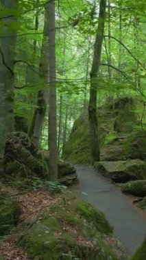 Uzun ağaçlar ve canlı yeşillikler arasında dolanan dolambaçlı bir yol içeren güzel, sakin bir orman sahnesi.