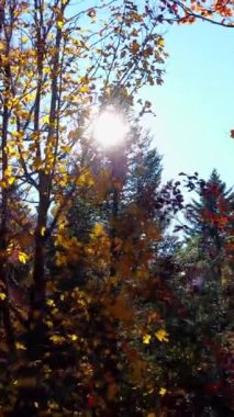 Parlak güneş ışığının parıltıları canlı, renkli sonbahar yaprakları ve uzun ağaçların arasından nazikçe geçer.