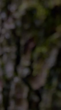 Yumuşak ışıkla hafifçe aydınlatılan ve derin bir huzuru çağrıştıran, karmaşık dokulu ağaç kabuğunun sakin bir yakın görüntüsü.