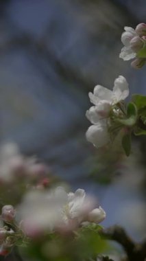 Bu resim, çiçek açan çiçeklerin huzurlu ve güzel bir görüntüsüdür, rüya gibi, yumuşak ve bulanık bir arkaplanı vardır.