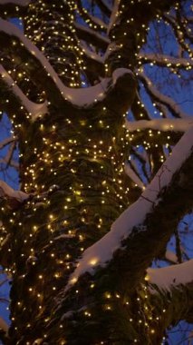 Güzel aydınlatılmış bir ağaç, kış mevsiminde kar tabakaları ve parıldayan ışıklarla güzelce süslenmiş.