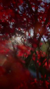 Güzel sakin bir manzara canlı kırmızı yapraklar sergiliyor. Güneş ışığının ılık ve nazik parıltısında güneşleniyorlar.