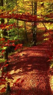 Parlak bir sonbahar yolu göz kamaştırıcı kırmızı ve turuncu yapraklarla kaplıdır. Enfes güzellikler sergilerler.