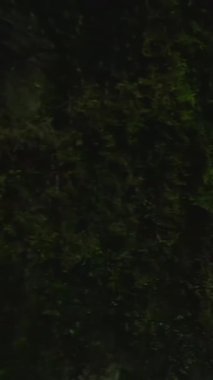 Canlı ve dokulu yeşil bir orman güzelliğin olağanüstü güzelliklerini gözler önüne seriyor.