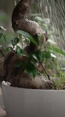 Güzel bir bonsai bitkisinin özenle sulanmasının estetik görüntüsü eşsiz gövdesini ve canlı yapraklarını gözler önüne seriyor.