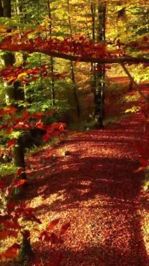 Huzurlu bir patika, canlı sonbahar yapraklarıyla dolu bir arazide süzülür, sergilenen gerçek güzellik