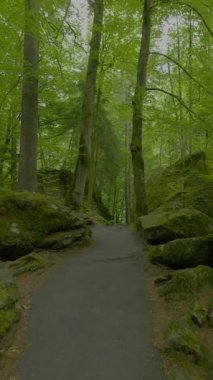 Huzurlu ve sakin bir patika güzel, canlı yeşil bir ormanın içinden geçiyor, keşfi ve iç huzuru davet ediyor.