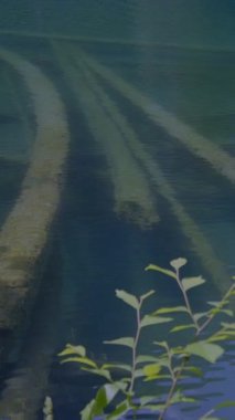 Huzurlu ve sakin bir sahne, onları çevreleyen canlı ve yemyeşil su bitkileriyle birlikte batık kütükler sergiliyor.