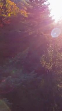 Gün batımının altın ve sıcak ışığıyla aydınlatılmış nefes kesici ve çarpıcı bir orman sahnesi.