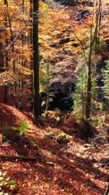 Parlak sonbahar yapraklarıyla kaplanmış, göz kamaştırıcı sonbahar renkleriyle dolu sakin bir orman yolu.