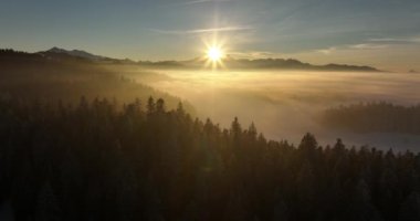 Nefes kesici bir gün doğumu sisli bir ormanın üzerinde yavaşça belirir. Etraftaki görkemli ağaçlara huzur veren ışığı saçar.